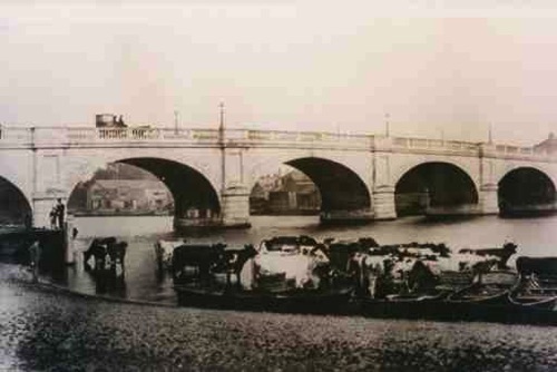 The Home Park milking herd quenching their thirst upstream of Kingston Bridge around 1890.